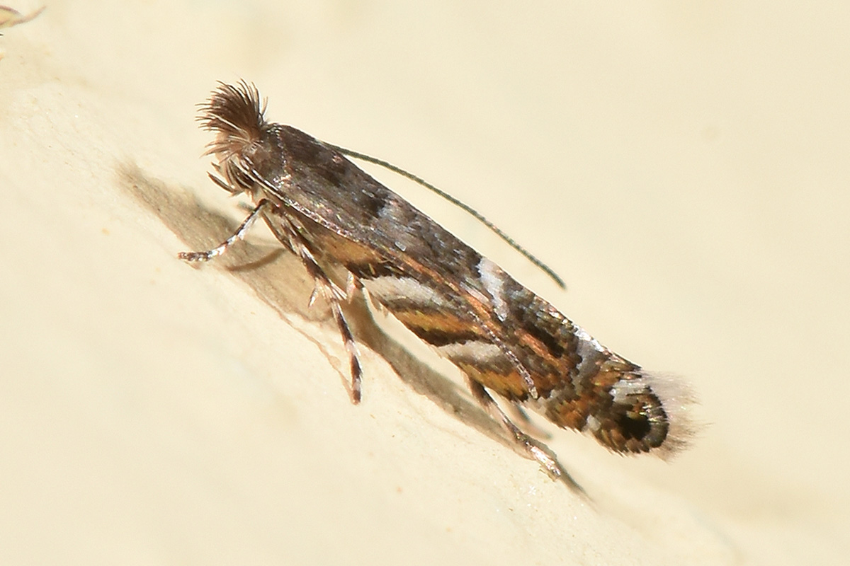 Gracillariidae: Phyllonorycter robiniella?